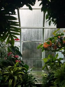 Växthus i glas
